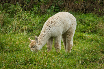 Alpaka beim Grasen