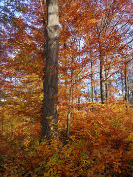 Herbst im Thüringer Wald