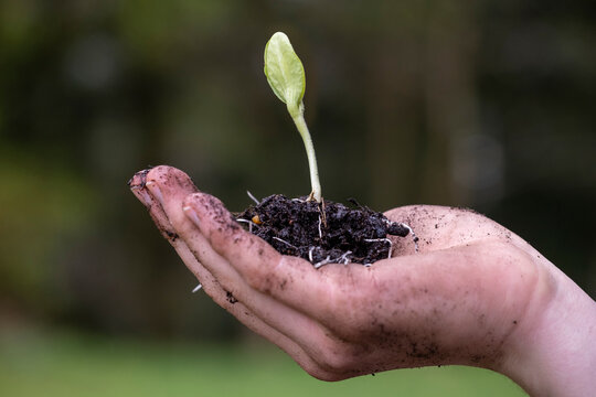 Hand of young man holding freshly dug seedling