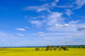 Drone view of tranquil sky stretching over vast oilseed rape field in spring