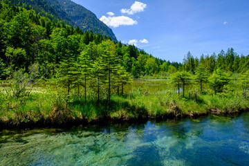 Amper river in summer with forested mountain in background