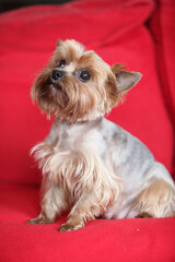 Yorkshire Terrier on red sofa