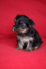 Amazing puppy of Yorkshire Terrier