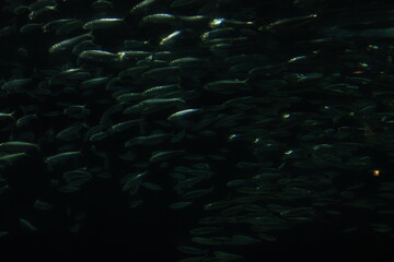 Obraz premium 水中の魚