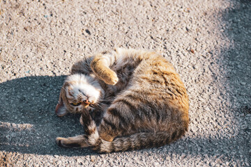 The cat tumbles in the sun