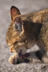 the cat is washing its paw
