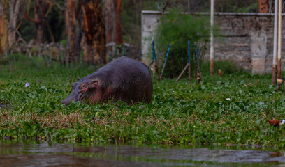 Hippopotamus stands in the green grass of the reservoir