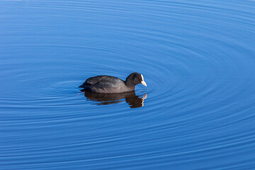 Coot swimming in the water
