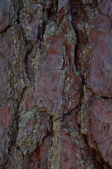 Beautiful pine bark structure with green moss.
