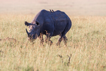 Black Rhino walking on the grass savanna in Africa