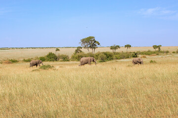 Elephants walking on the grass savanna in Maasai mara