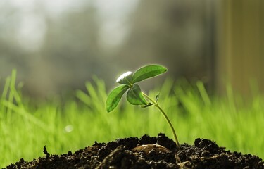 Green sprout growing from seed