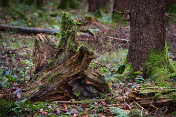 Verrottende Wurzel im Wald