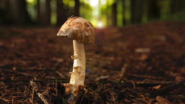 Mushroom in summer green forest