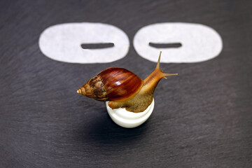 The giant Achatina snail sits on a jar of skin care cream and cosmetic patches on a black background. Natural snail collagen for cosmetology and skin rejuvenation. Natural Wildlife Cosmetics