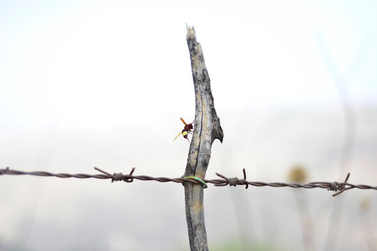 barbed wire fencing. wasps on a barbed wire fence with a blurred background. Wasp, landing on a barbed-wire fence and old tree 