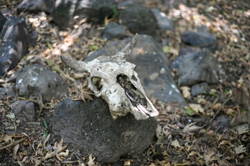 A scull of a dead animal on forest ground. dried animal scull on the grass. The skull in a dark autumn forest. Mystical nature.