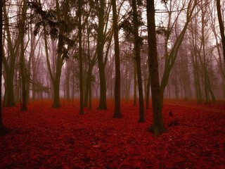 Strange dark forest in dense fog. Mysterious autumn woods in red colors. Vibrant colors in the park. Mystical morning in the forest. 
