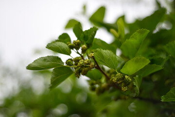 closeup nature view of green leaf background. Flat lay, dark nature concept. Beautiful green leaves on blurred background, space for text. Spring season