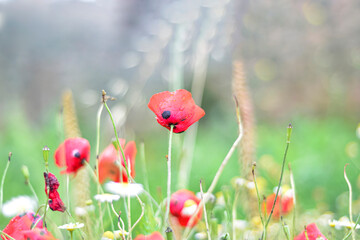 Obraz premium Wild red poppies and camomile on the green field. Bright flower blossom in June. flowering opium poppy field, weeded with red poppies. Wildflower meadow with poppies, cornflowers and daisies