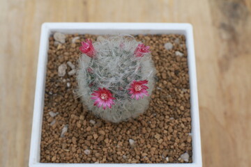 Mammillaria bocasana or Mammillaria Camenae in pot ,selective pink flower cactus,Cactus cute in home.	
