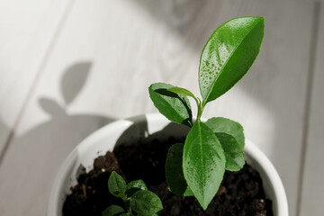 white pot with sprouts of lemon houseplant in the sun on a wooden background. High quality photo