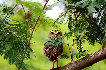 ave corujá caburé - glaucidium brasilianum