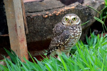 ave corujá caburé - glaucidium brasilianum