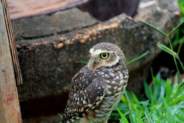 ave corujá caburé - glaucidium brasilianum