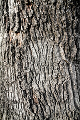 Tree bark texture with natural seamless pattern.