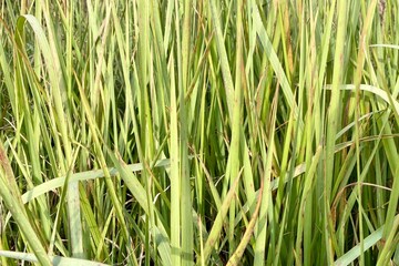 green grass background