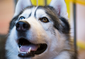 Siberian Husky Portrait of thoroughbred Siberian Husky dog