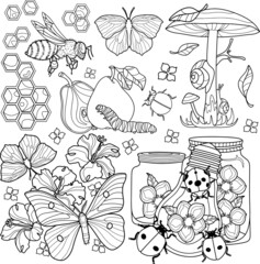 Coloring page for children and adults. Insects in nature