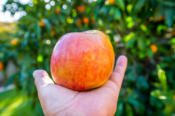 Fototapete bei efototapeten.de bestellen   