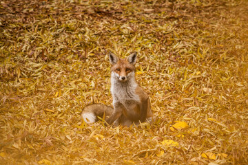 A fox sitting in red and yellow leaves