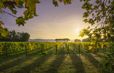 Bolgheri vineyard and a pine trees at sunrise. Maremma, Tuscany, Italy - 473340304