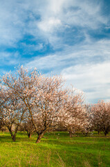 Fototapeta na wymiar Blooming apricot orchard against the blue sky, vertical. Spring fruit trees. Agriculture