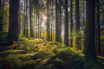 Fototapeta premium Acquerino nature reserve forest. Trees and ferns in the morning. Tuscany region, Italy.