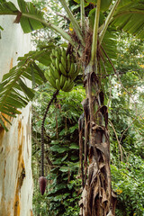 Zielone banany na palmie bananowca, tropikalne owoce w dżungli.  - obrazy, fototapety, plakaty