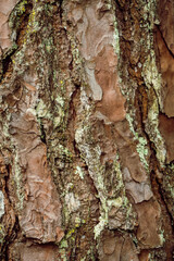 Piękne drewniane tło, brązowa zniszczona tekstura drzewa. 