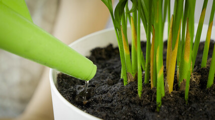 Macro shot of watering fresh green plant sprouts in plastic pot