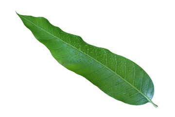Fototapeta na wymiar Fresh Green Mango Leaf with Water Drops Isolated on White Backgr