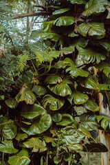 Piękne roślinne tło, zielone tropikalne liście. - obrazy, fototapety, plakaty