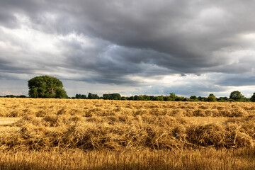 Einholen des Getreides vor dem Unwetter.