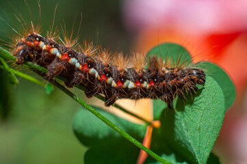 Hairy bright Caterpillar Acronicta rumicis on a green stem close-up