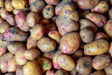 Potato tubers close-up, yellow color with pink eyes.