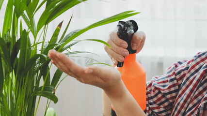 Closeup of woman sprinkling water on green plant leaves while taking care of domestic flowers. Concept of gardening, hobby, home planting.