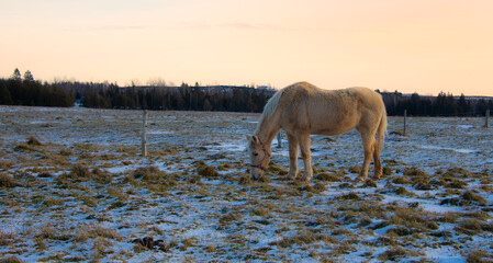 Pretty horse on a Canadian farm in the province of Quebec, Magog, Canada