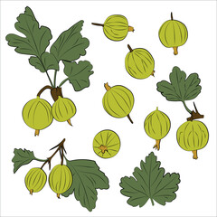 Gooseberries set, leafs and berries, vector illustration.