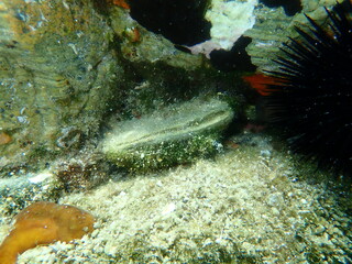 Bivalve mollusc European flat oyster or common oyster (Ostrea edulis) undersea, Aegean Sea, Greece, Halkidiki